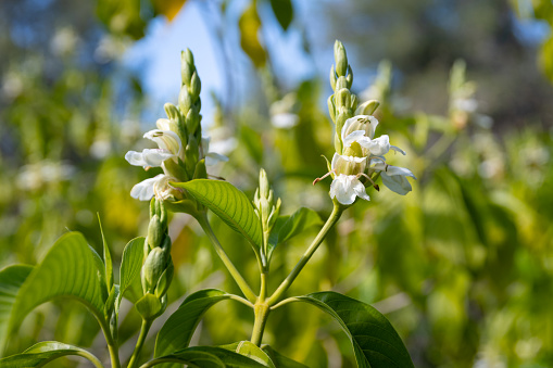 Malabar nut (Justicia adhatoda) flowers at spring