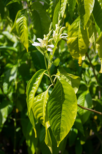 Malabar nut (Justicia adhatoda) flowers at spring