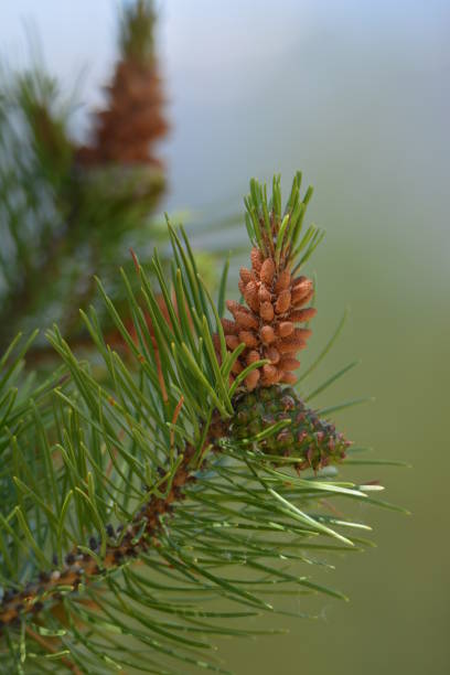 Young ponderosa pine (Pinus ponderosa) Pine Cones on an evergreen tree branch with green and blue pastel background in Rocky Mountain National Park