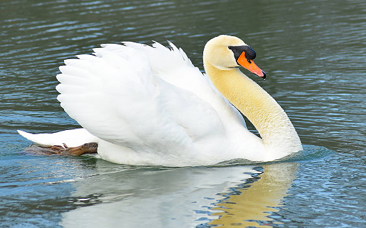 Single swan on the water