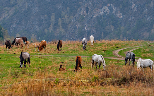 Russia. South of Western Siberia, the Altai Mountains. A small herd of horses graze peacefully in a spring pasture against the background of overgrown mountains.