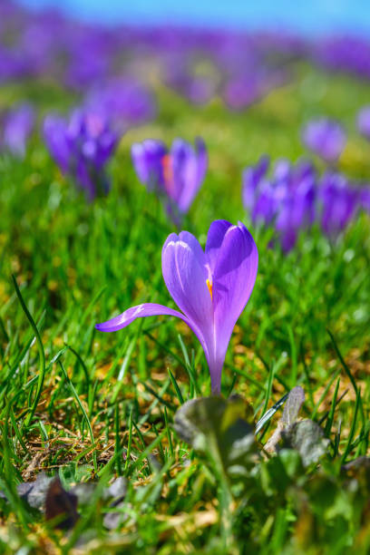 Crocus flowers blooming on sunlit meadow at springtime. Beautiful spring natural background.
