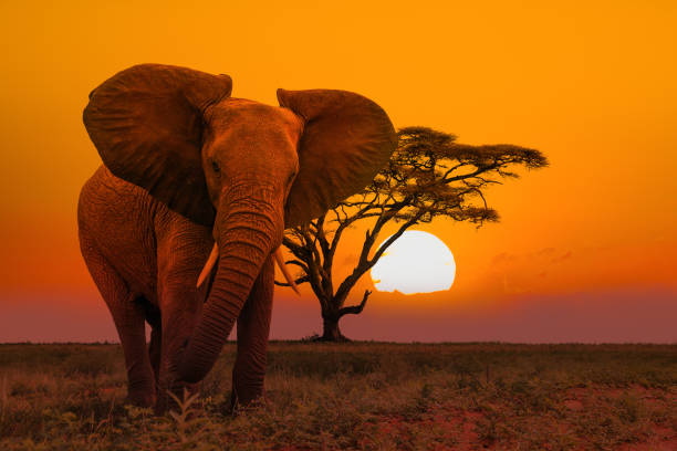 African Elephant in wilderness at Sunset stock photo