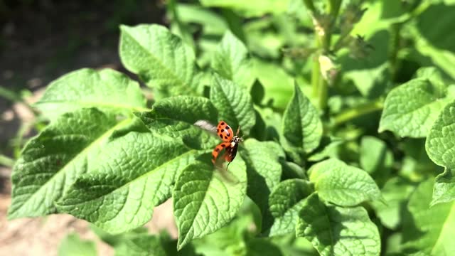 A ladybug is sitting on a leaf of a plant