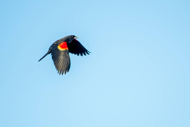 istock Red-winged Blackbird Against a Blue Sky 2148595677
