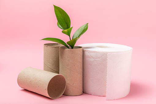 Empty toilet paper roll. Empty toilet paper rolls and plant for on  background. Paper tube of toilet paper. Place for text. Copy space. Flat lay. Eco-friendly reuse recycle