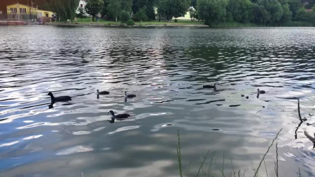 A group of ducks are swimming in a lake