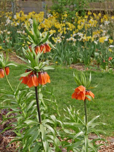 istock Kaiserkrone in the Garden 2148597158