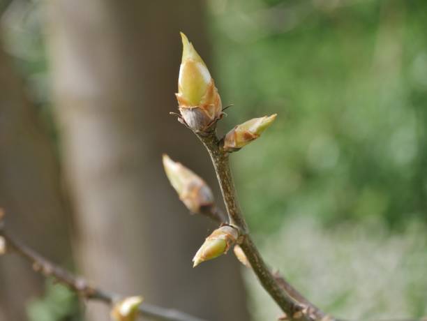 istock Bud in the nature 2148597288
