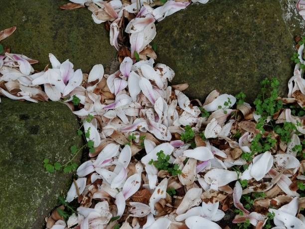 White magnolia flowers with copy space