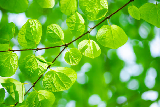 istock Cercidiphyllum japonicum leaves (Katsura Tree leaves) 2148597932