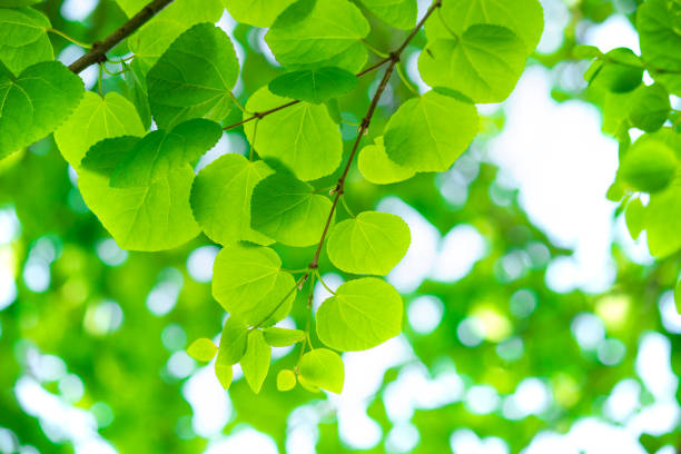 Cercidiphyllum japonicum leaves (Katsura Tree leaves)