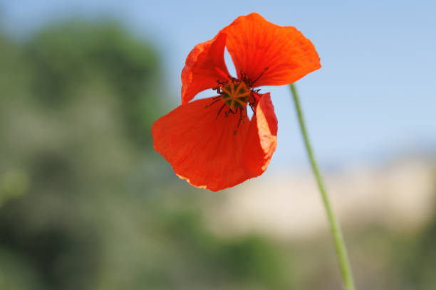 Poppy with bokeh (papaver rhoeas) in Alquera de Aznar, Spain