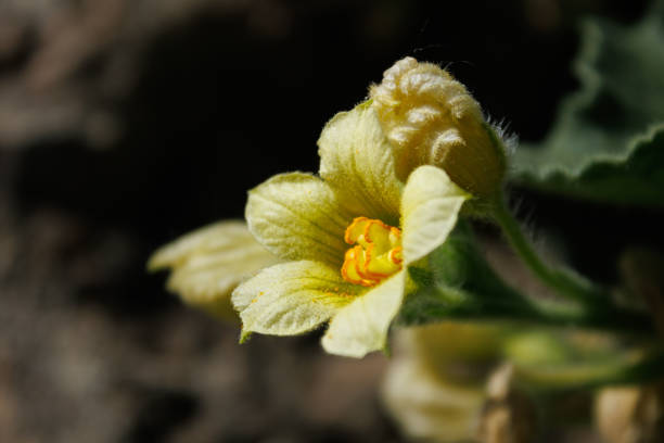 istock Devil's gherkin plant flower (Ecballium elaterium), native to the Mediterranean 2148598293