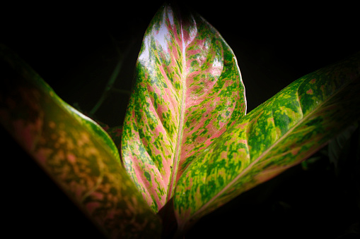 Aglaonema leaf background with pink motif