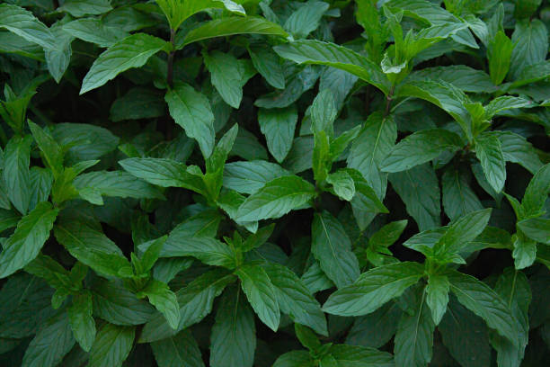 istock Mint grows in the garden in spring in April 2148599067