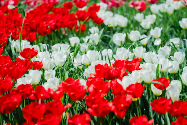 istock Beautiful tulips blooming in the agricultural park 2148599092
