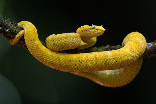 Eyelash viper during the night in tropical forest in Costa Rica