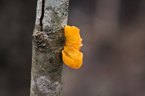Yellow Brain or golden jelly fungus also known as yellow trembler and witches' butter (Tremella mesenterica) mushroom in deciduous forest on dead wood branch close up, blur background.