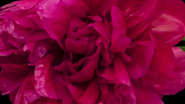 Time lapse blooming and wilting red peony flower, isolated on pure black background