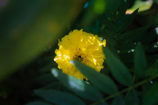 background of yellow flowers blooming between the leaves