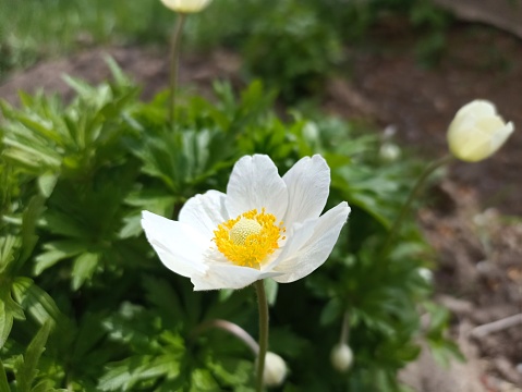 Close-up of anemones