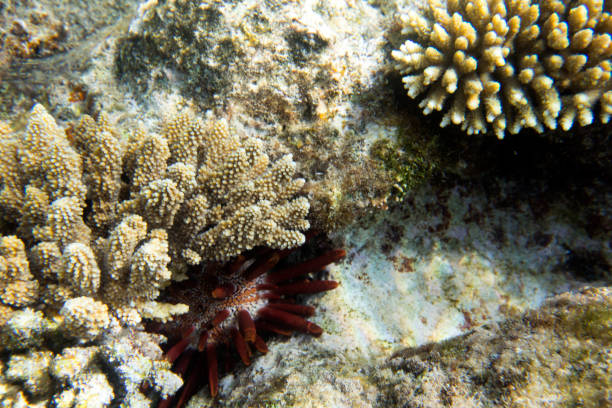 A nice photo of coral reef in Egypt
