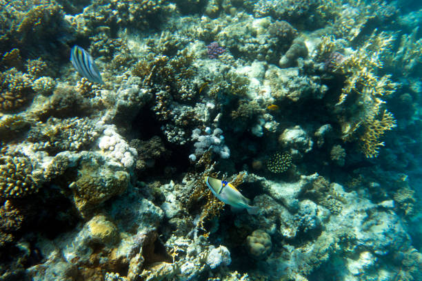 A photo of coral reef in Egypt