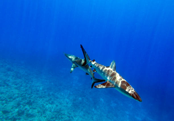 istock Photo of a shark 2148601759