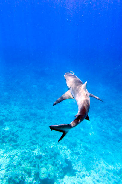 Grey Reefshark or Blacktail Reef Shark Carcharhinus amblyrhynchos occurs in the Indo-West and Central Pacific on continental and insular shelves and oceanic waters adjacent to them. The species is common on coral reefs, often in deeper areas near drop-offs to the open sea, in atoll passes, and in shallow lagoons adjacent to areas of strong currents in a depth range from 1-275m. Max. length female 172cm, male 255cm. Palau announced 2009 world's first shark sanctuary, banned all commercial shark fishing within its exclusive economic zone. 600000 sq km (230,000 sq mi) of ocean are protected now. As a result, divers see more sharks here than almost anywhere else! A Live Sharksucker Echeneis naucrates at this shark specimen, a school of Bicolor Chromis Chromis margaritifer and a large school of Blue Triggerfishes Odonus niger behind, Palau, near Blue Corner, 7°4'58.686 N 134°15'44.658 E at 17m depth