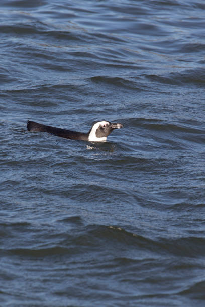 Member of an endangered colony in Simonstown outside Cape Town