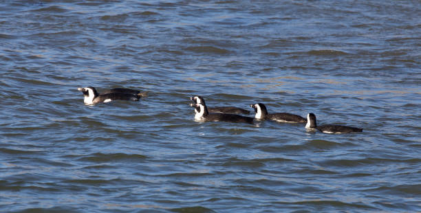 istock Photo of African penguins 2148601964