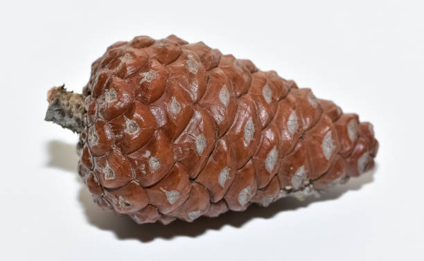 istock pine trees. photos of pine trees and cones. 2148602722