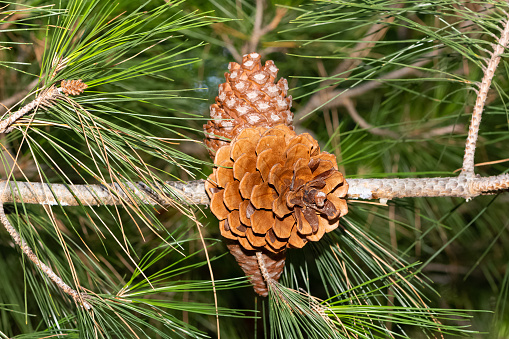 pine trees. photos of pine trees and cones.