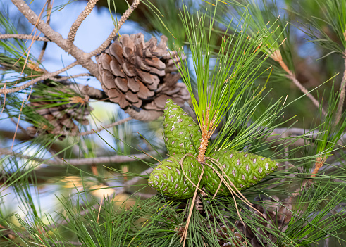 pine trees. photos of pine trees and cones.