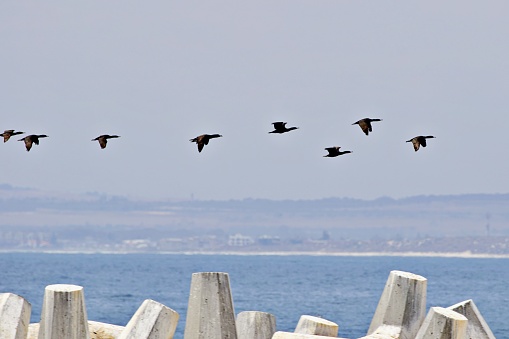 Sea birds in Formation