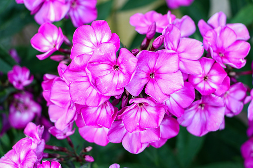 Close up of blooming vibrant purple pink flowers of Garden Phlox Plant
