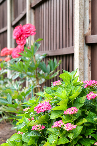 A beautiful blooming Hydrangea macrophylla deciduous shrub plant (otherwise known as bigleaf or mophead) with purple pink flowers, growing in front of wooden fence of a domestic garden