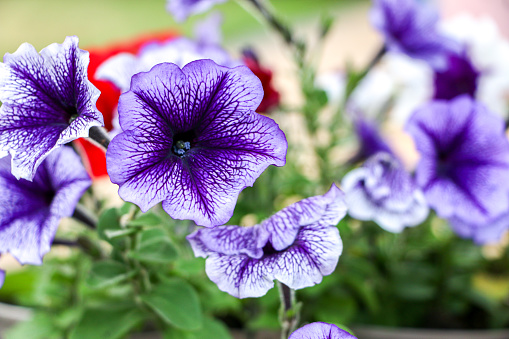 Close up of blooming purple petunia flowers with their pattern, shape and texture