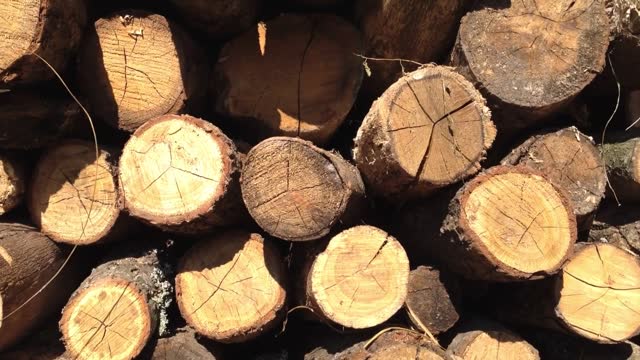 A pile of logs with some of them having a cross on them