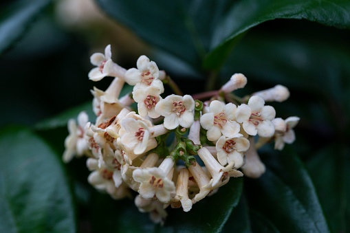 Viburnum suspensum - clusters of small white flowers on a branch, selective focus. Spring flower background