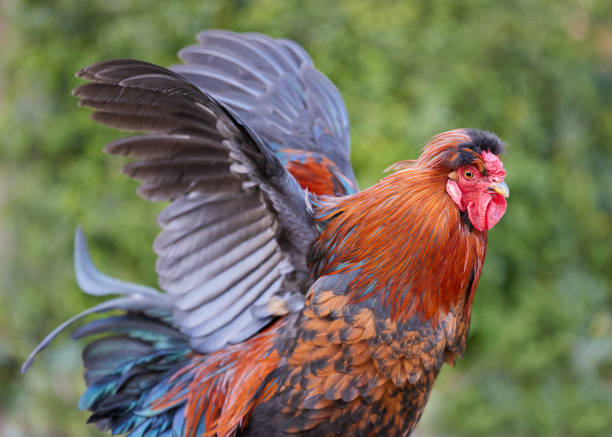 A red rooster spreads open his wings outside in garden red brown rooster stands free in garden and spreads his wings wide open, isolated on blurred background of hedge rooster open wings stock pictures, royalty-free photos & images