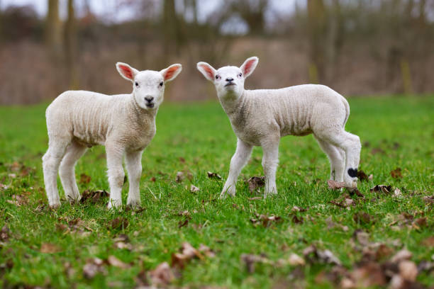 istock Two white cute lambs stand next to each other 2148605118