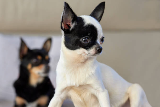 Coffee the chihuahua