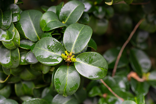 frech green leaves in raindrops Ligustrum japonicum