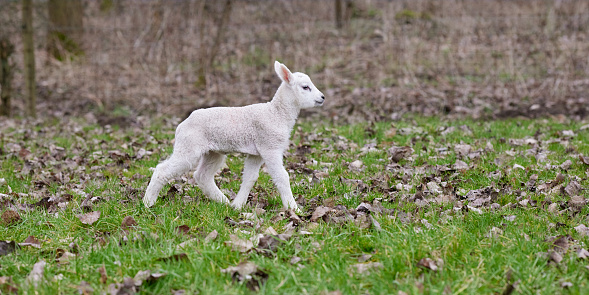 very young white and lovely lamb runs on the meadow on autumn leaves