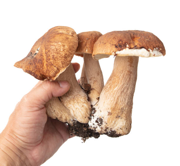 istock Boletus mushrooms in hand isolated on white background 2148605310
