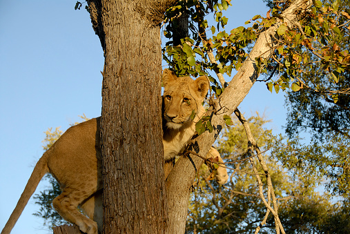 A lion cub climbs up a tree and looks down.