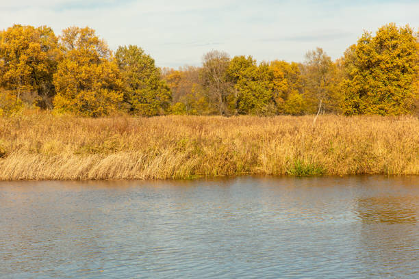Reeds and trees on the lake in autumn.
