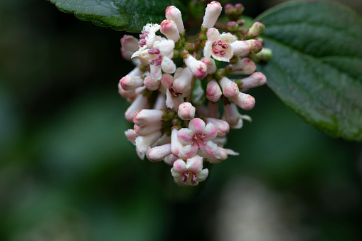 Viburnum suspensum clusters of small white-pink flowers on a branch, selective focus. Spring flower background